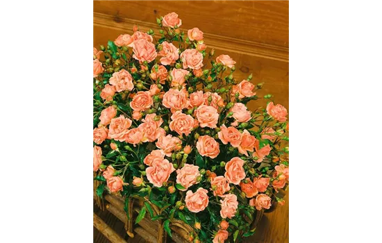 Rosa 'Pinocchio'  Rosa 'Pinocchio'