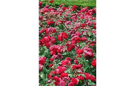 Rosa 'Rouge Meilove'  Rosa 'Rouge Meilove'