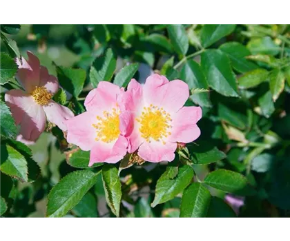 Rosa rubiginosa  Rosa rubiginosa