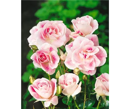 Rosa 'Schöne Dortmunderin'  Rosa 'Schöne Dortmunderin'