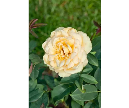 Rosa 'Sophia Renaissance'  Rosa 'Sophia Renaissance'