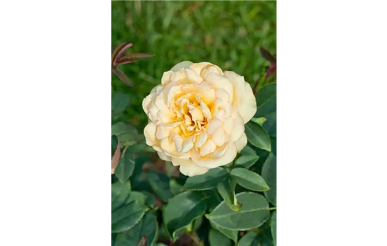 Rosa 'Sophia Renaissance' 