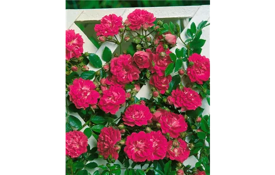 Rosa 'Super Excelsa'  Rosa 'Super Excelsa'