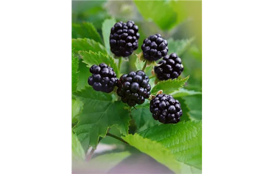 Rubus fruticosus 'Asterina'  Rubus fruticosus 'Asterina'