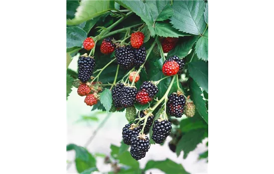 Rubus fruticosus 'Triple Crown'  Rubus fruticosus 'Triple Crown'