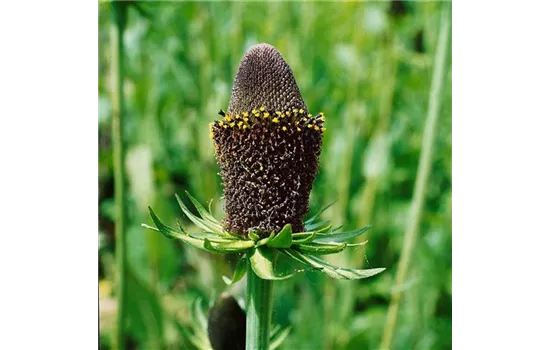 Rudbeckia occidentalis 'Green Wizard'  Rudbeckia occidentalis 'Green Wizard'