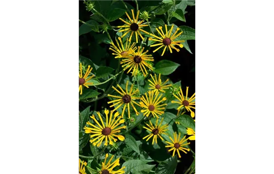 Rudbeckia subtomentosa 'Henry Eilers' 