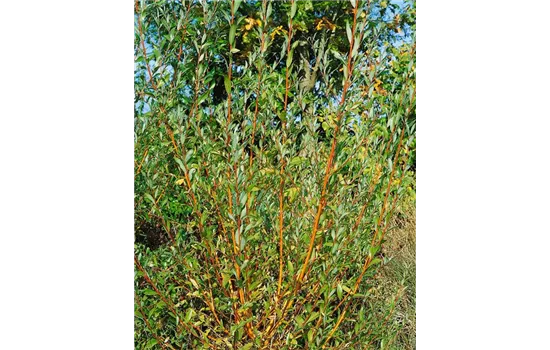 Salix alba 'Chermesina' Salix alba 'Chermesina'