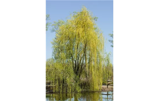 Salix sepulcralis 'Chrysocoma' Salix sepulcralis 'Chrysocoma'