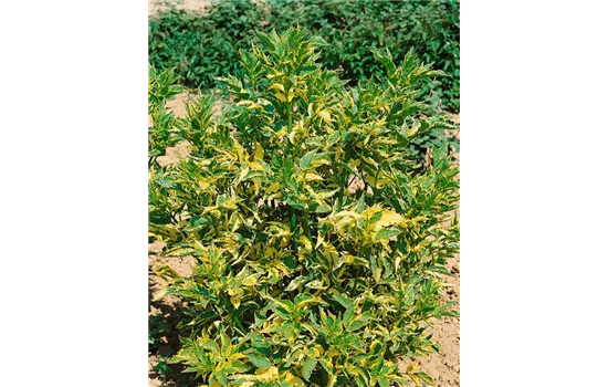 Sambucus nigra 'Madonna' 