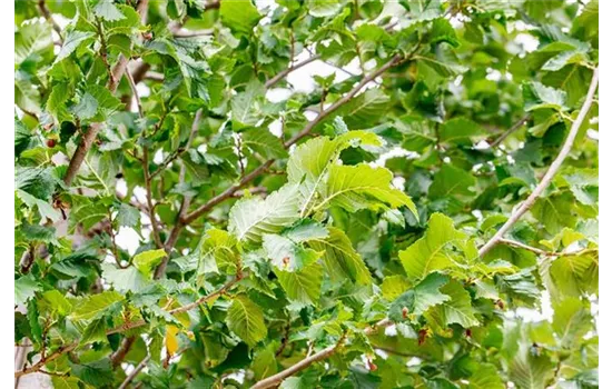 Ulmus 'Columella' Ulmus 'Columella'