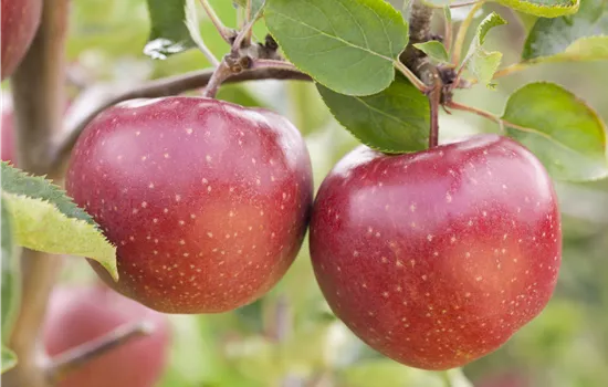 Malus domestica 'Rote Sternrenette' 