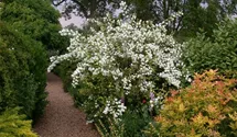 Gefüllter Gartenjasmin 'Virginal'