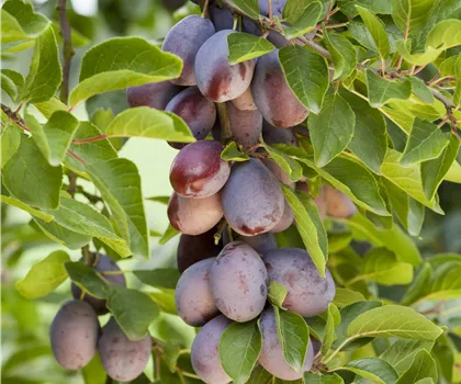 Prunus domestica 'Hauszwetsche'  Prunus domestica 'Hauszwetsche'