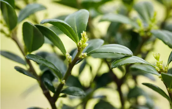 Ilex crenata 'Dark Green' 