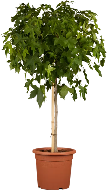 seegras dnger Zebragras-Flssigdnger 500 ml