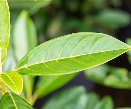 Prunus laurocerasus 'Elly'  Prunus laurocerasus 'Elly'