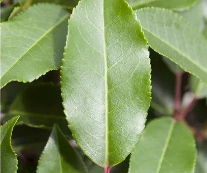 Prunus lusitanica 'Angustifolia' Prunus lusitanica 'Angustifolia'