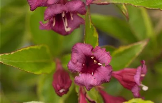Weigela florida Buntstifter 'Brigela'