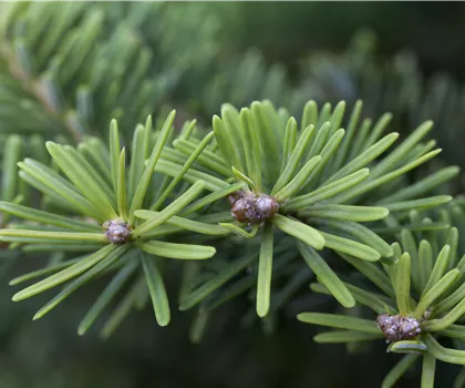 Abies balsamea 'Nana'  Abies balsamea 'Nana'