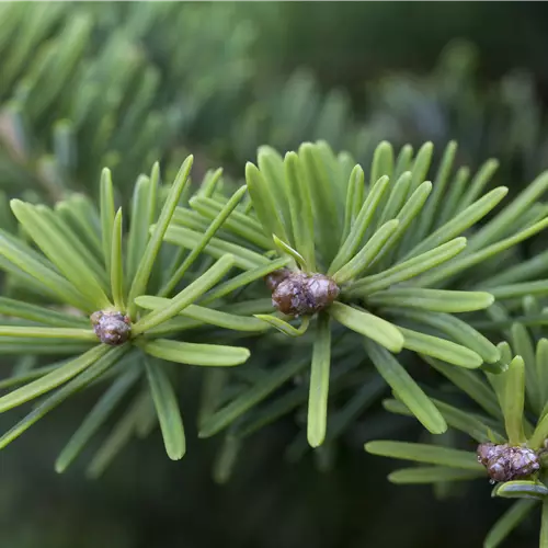 Abies balsamea 'Nana' 