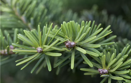 Abies balsamea 'Nana' 