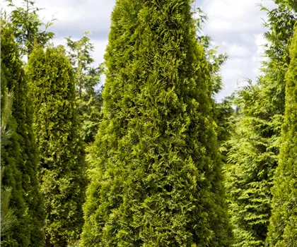 Thuja occidentalis 'Smaragd'  Thuja occidentalis 'Smaragd'