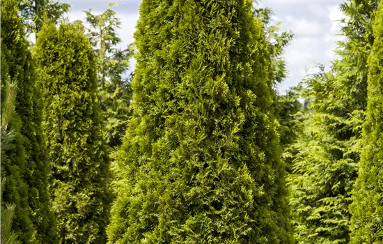 Thuja occidentalis 'Smaragd' 