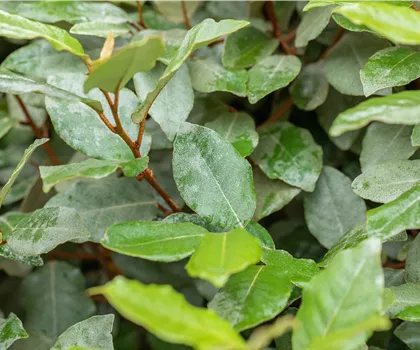 Elaeagnus x ebbingei 'Compacta'  Elaeagnus x ebbingei 'Compacta'