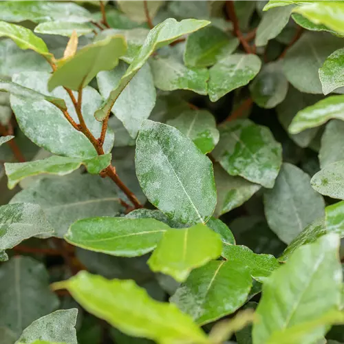 Elaeagnus x ebbingei 'Compacta' 