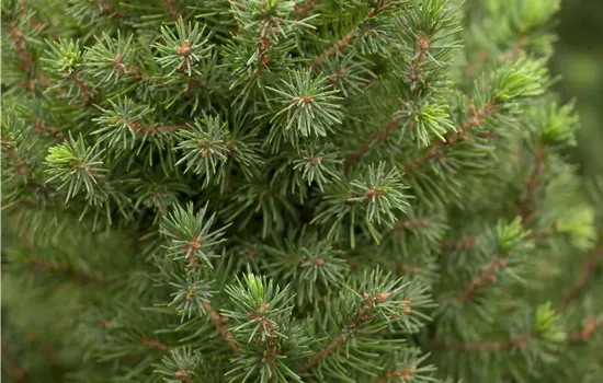 Picea glauca 'Conica Perfecta'  Picea glauca 'Conica Perfecta'