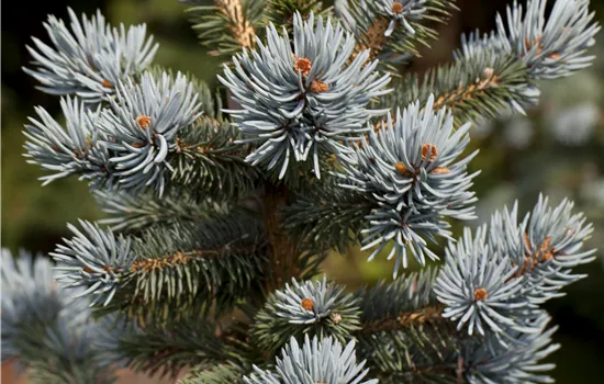 Picea pungens 'Oldenburg'  Picea pungens 'Oldenburg'