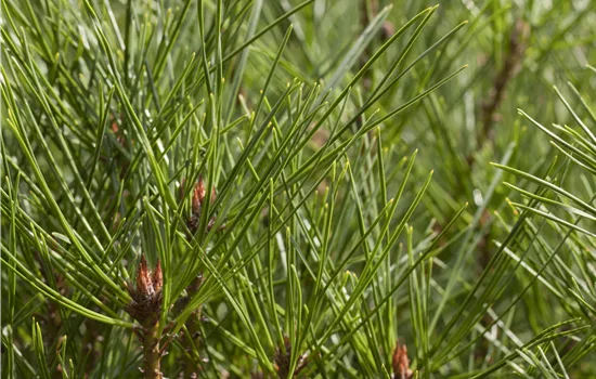 Pinus densiflora 'Alice Verkade' 