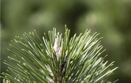 Pinus nigra 'Komet' 