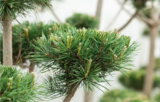 Pinus sylvestris 'Norske Typ'  Pinus sylvestris 'Norske Typ'