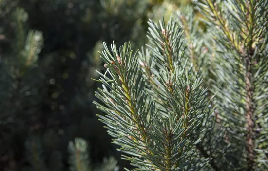 Pinus sylvestris 'Sandringham' 