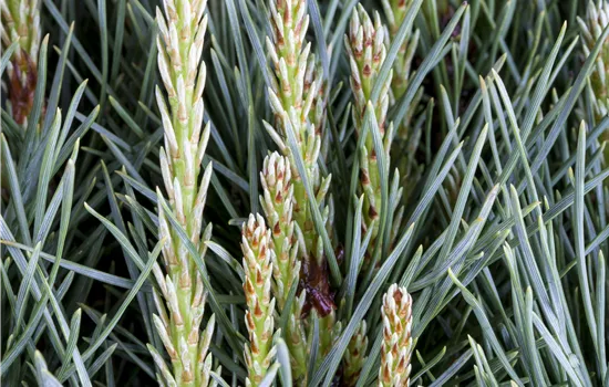 Pinus sylvestris 'Watereri' 