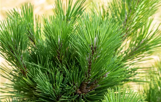 Pinus thunbergii 'Thunderhead' 