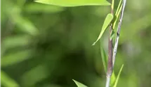 Fontänen-Schirmbambus 'Black Pearl'
