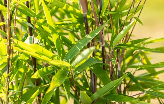 Fargesia nitida 'Black Pearl' 