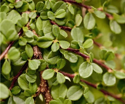 Cotoneaster microphyllus 'Streibs Findling'  Cotoneaster microphyllus 'Streibs Findling'