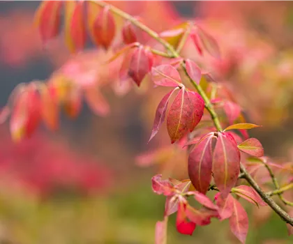 Euonymus fortunei 'Coloratus'  Euonymus fortunei 'Coloratus'