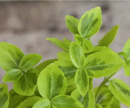 Euonymus fortunei 'Emerald'n Gold'  Euonymus fortunei 'Emerald'n Gold'