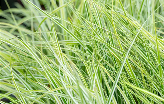 Carex oshimensis 'Everest' 