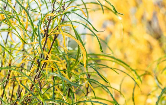 Rhamnus frangula 'Ron Williams' Rhamnus frangula 'Ron Williams'