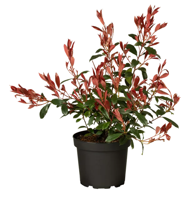 Photinia fraseri 'Carr Rouge'