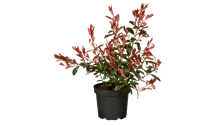 Photinia fraseri 'Carr Rouge'