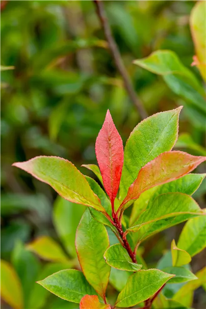 Photinia fraseri 'Carr Rouge'