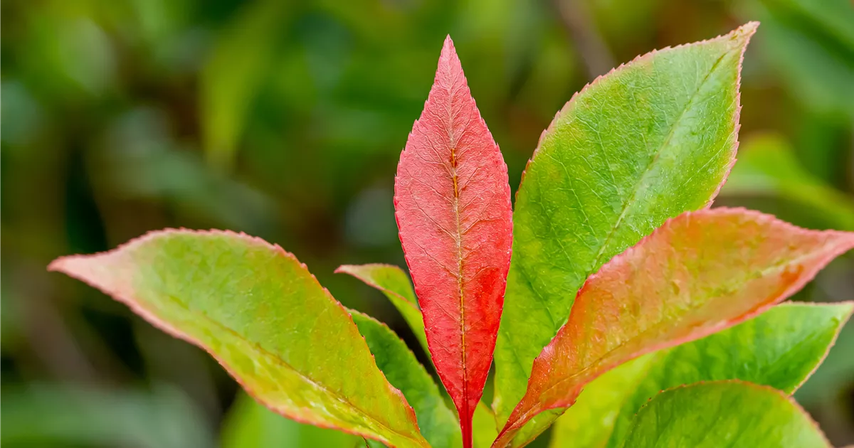 Photinia fraseri 'Carr Rouge'