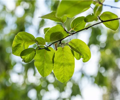 Cydonia oblonga 'Vranja' 